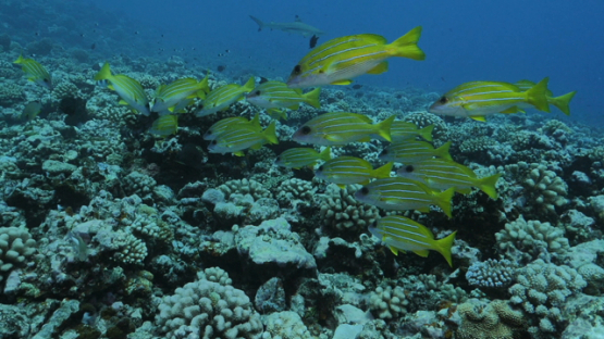 Slow motion, Blue lined yellow snappers over the coral reef, Moorea