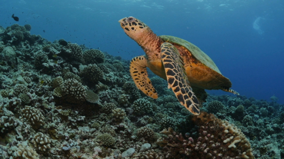 Moorea, hawksbill turtle swimming over the coral reef