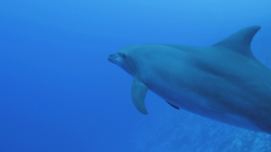 Rangiroa, camera following a single dolphin, 4K UHD