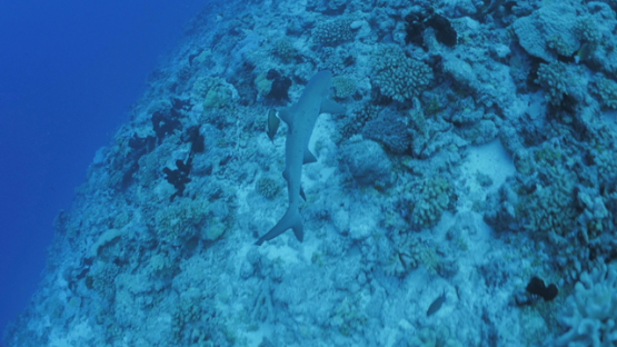 White tip lagoon shark swimming over the coral reef, Rangiroa, 4K UHD