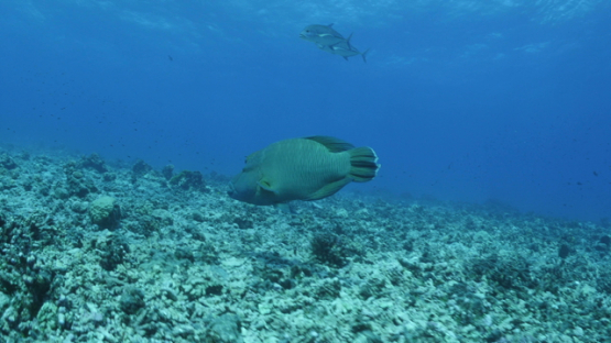 Napoleon wrasse and two jack fishes over the coral reef, Rangiroa, 4K UHD