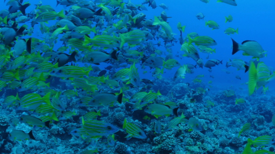 Red snappers, and blue lined yellow snappers schooling over the coral reef, Tahiti, 4K UHD
