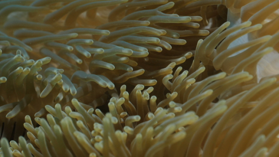 Sea anemone and damsel fishes, Moorea, 4K UHD