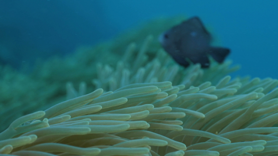 Sea anemone, Moorea, 4K UHD