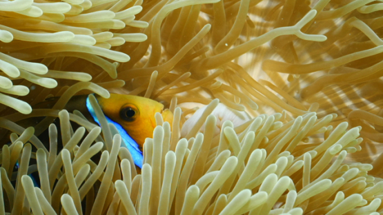 Sea anemone and clown fish, Moorea, 4K UHD