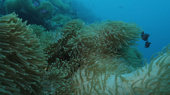 Sea anemone and damsel fishes, Moorea, 4K UHD