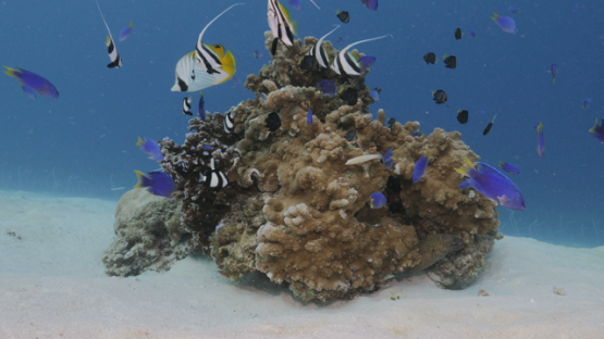 Damsel and lagoon fishes over pinnacle of coral in the lagoon, Moorea, 4K UHD