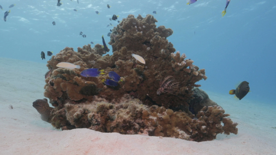 Damsel fishes and lagoon fishes over pinnacle of coral in the lagoon, Moorea, 4K UHD