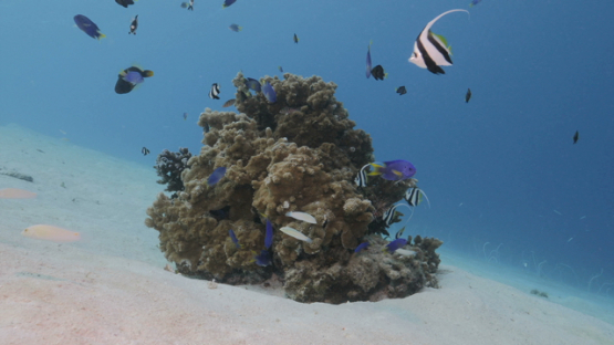 Lagoon fishes over pinnacle of coral in the lagoon, Moorea, 4K UHD