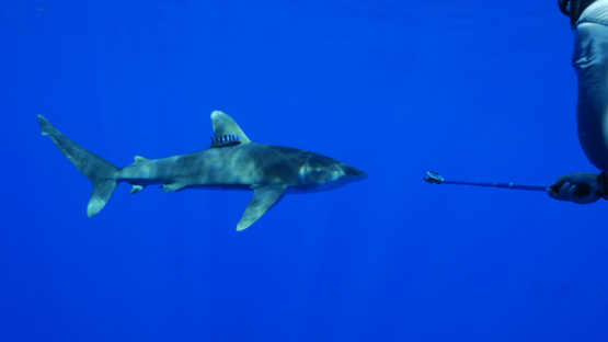 Oceanic shark and swimmers in open water, Moorea, 4K UHD