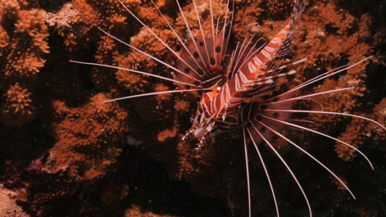 Lion fish on the coral, Moorea, 4K UHD