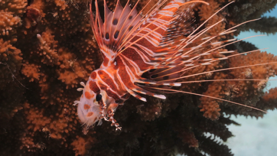 Lion fish on the coral, Moorea, 4K UHD