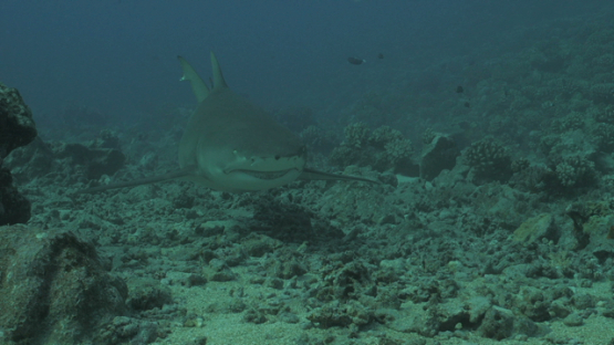 Lemon shark swimming towards the camera, Moorea, 4K UHD