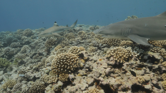 Lemon shark over the coral reef, Moorea, 4K UHD