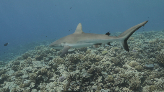 Grey shark over the coral reef, Moorea, 4K UHD