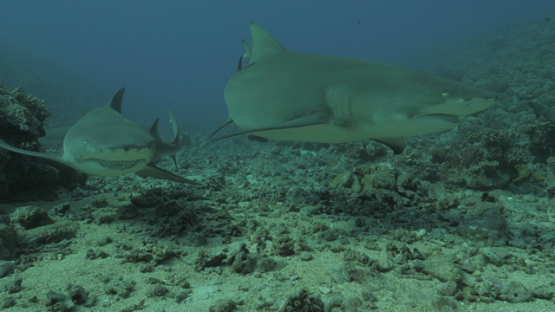 Three Lemon sharks over the coral reef, Moorea, 4K UHD