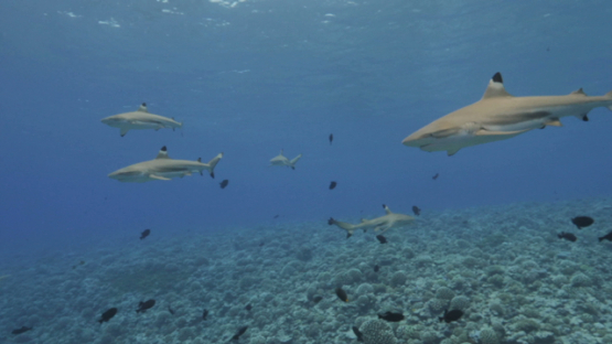 Black tip sharks over the coral reef, Moorea, 4K UHD