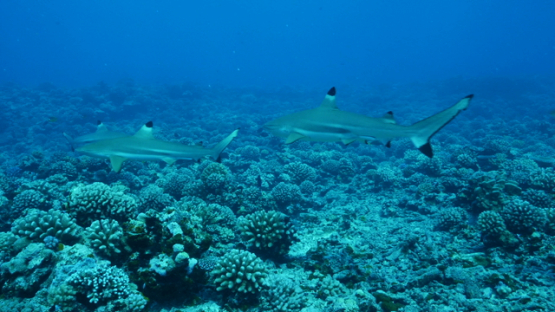Black tip sharks over the coral reef, Moorea, 4K UHD