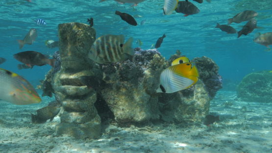 Tropical fishes around pinacle of coral and polynesian statue in the lagoon, Moorea, 4K UHD