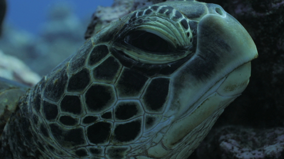 Close up on the head of a resting green sea turtle, Moorea, 4K UHD