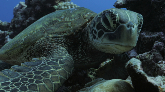 Green turtle resting in the coral garden, Moorea, 4K UHD