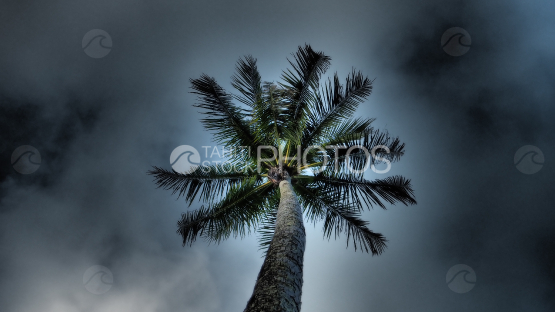 Palmtree under cloudy sky
