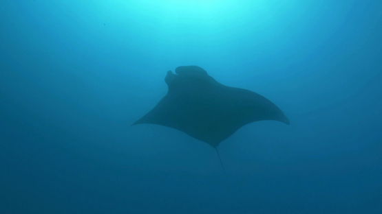 Tahuata, Oceanic manta ray swimming under the sunlight