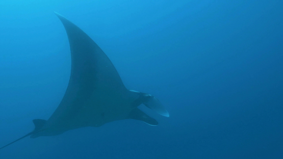 Tahuata, oceanic manta ray swimming in the blue waters