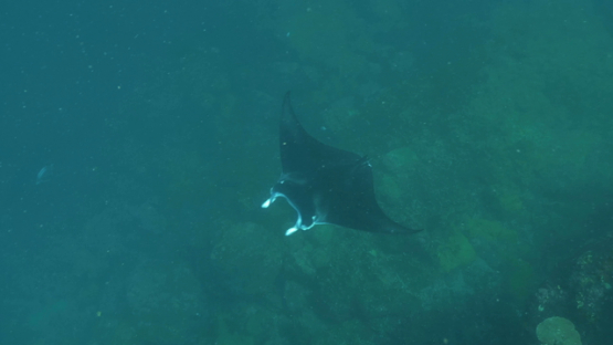 Hiva Oa, manta rays swimming from the depth