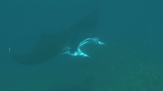 Nuku Hiva, manta ray swimming in the blue waters