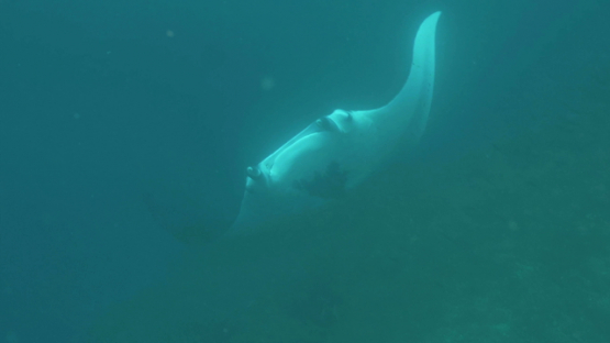 Nuku Hiva, manta ray swimming and turning