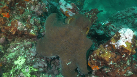 Hiva Oa, octopus changing colour and moving