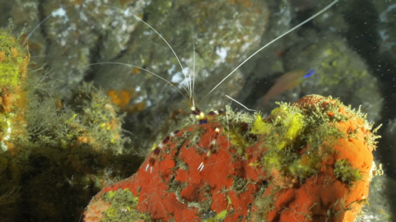Hiva Oa, white and red shrimp moving on the rock