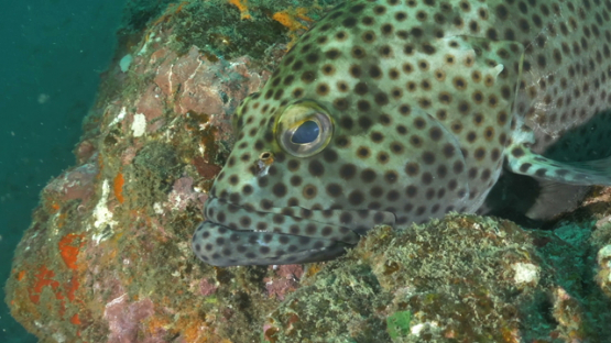 Hiva Oa, close to a spotted grouper