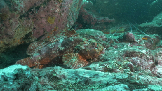 Tahuata, colored scorpion fish moving on the rock