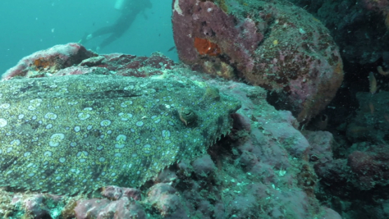 Tahuata, tropical flounder and divers in the background, along the cliff