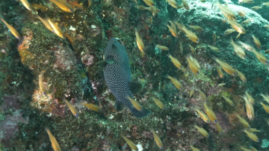 Hiva Oa, spotted black puffer fish among apogons, along the cliff