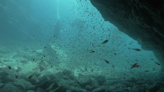 Hiva Oa, juvenile apogons under a cave, scuba divers outside