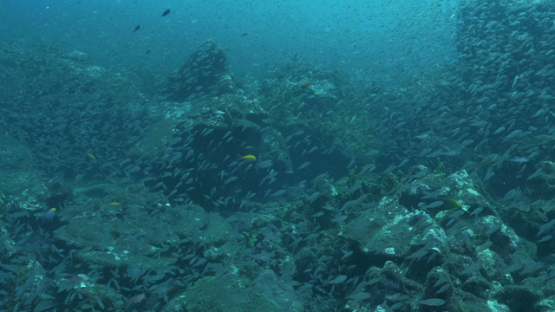 Tahuata, juvenile apogons over the corals