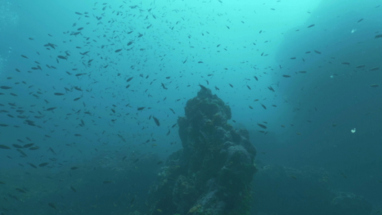 Tahuata, swarm of anthias undersea