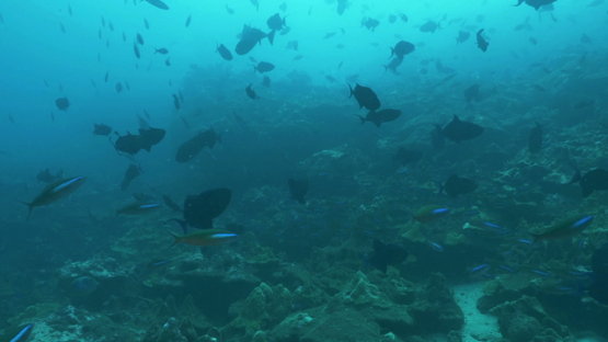 Tahuata, blue trigger fishes and fusiliers along the reef
