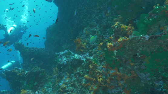 Tahuata, cliff covered by sponges, scuba divers in the background