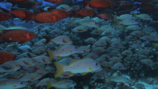 Fakarava, priacanthus fishes and red snappers schooling over the coral reef