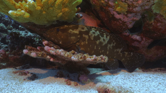 Fakarava, single marbled grouper hidden under coral formation