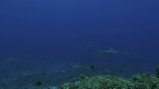 Fakarava, grey sharks along the coral reef in the pass Tetamanu
