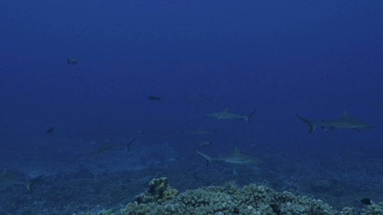 Fakarava, grey sharks along the coral reef in the pass Tetamanu