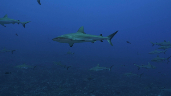 Fakarava, school of grey sharks swimming along the coral reef in the pass Tetamanu