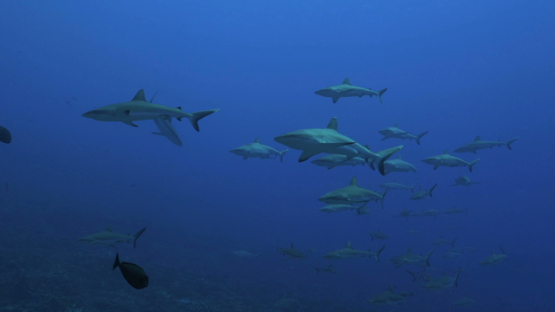 Fakarava, school of grey sharks swimming close in the pass Tetamanu