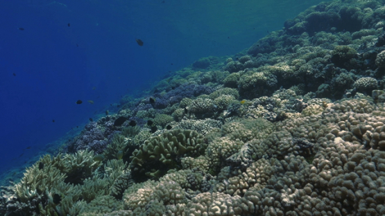 Fakarava, drifting over the coral reef, pass Tetamanu