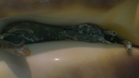 Moorea , macro view of eye of lambis truncata or giant spider conch 